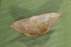 Oxydia mexicata
