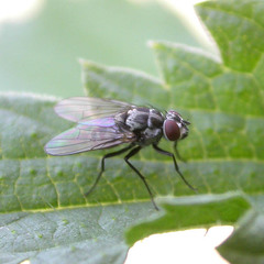 Limnophora tigrina