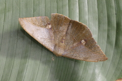 Oxydia mexicata