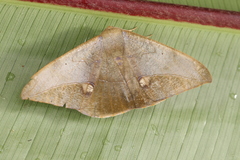 Oxydia mexicata