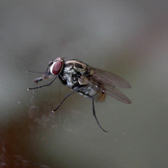 Limnophora tigrina