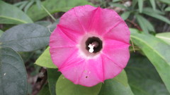 Ipomoea peteri