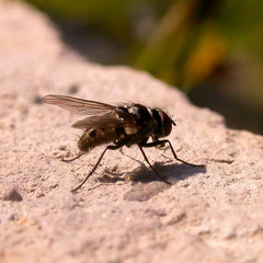 Limnophora tigrina