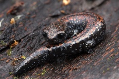 Batrachoseps wrighti