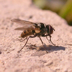 Limnophora tigrina