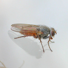 Lispocephala brachialis