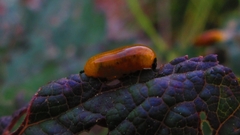 Cionus scrophulariae