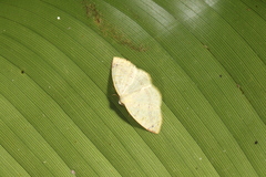 Microxydia ruficomma