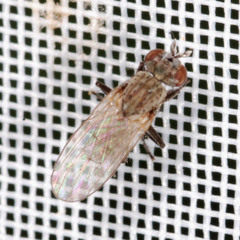 Schoenomyza litorella