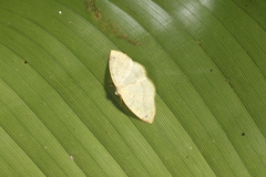 Microxydia ruficomma