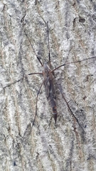 Tipula metacomet