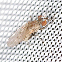 Schoenomyza litorella