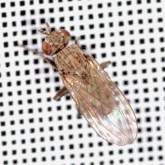 Schoenomyza litorella