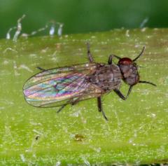 Schoenomyza litorella