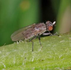 Schoenomyza litorella