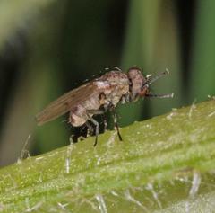 Schoenomyza litorella