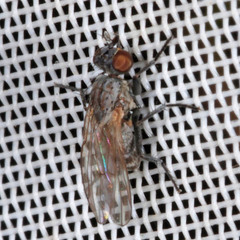 Schoenomyza litorella