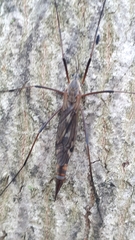 Tipula metacomet