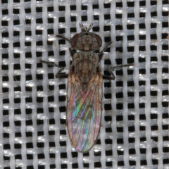 Schoenomyza litorella