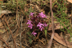 Thymus lotocephalus
