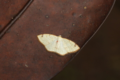 Microxydia orsitaria