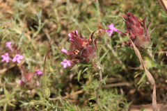 Thymus lotocephalus