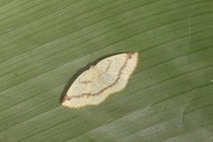 Microxydia orsitaria