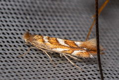 Phyllonorycter muelleriella
