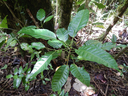 Elaeocarpus floridanus observed 2022-04-20