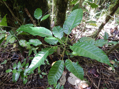 Elaeocarpus floridanus