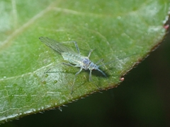 Aphididae
