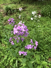 Phlox maculata
