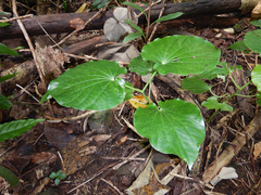 Piper latifolium