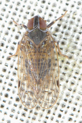 Hyalesthes