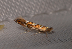 Phyllonorycter muelleriella