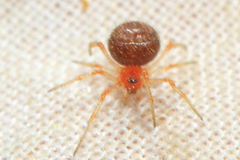 Ruborridion musivum