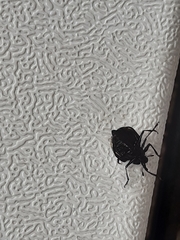 Cypherotylus elevatus