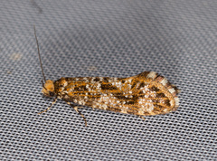 Triaxomera parasitella