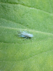 Aphididae