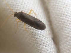 Phylus coryli