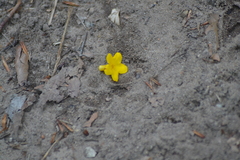 Lithospermum caroliniense croceum