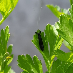 Mystacides azureus