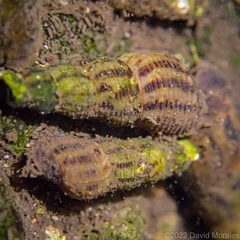 Thiaridae
