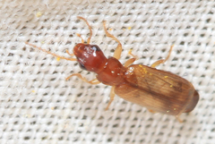 Paradromius