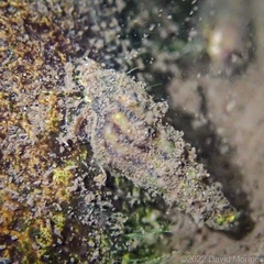 Thiaridae