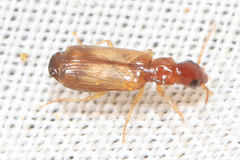 Paradromius