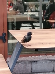 Sturnus vulgaris
