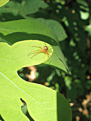Philodromus marxi