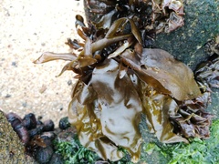 Mazzaella laminarioides