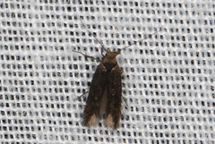 Aproaerema isoscelixantha